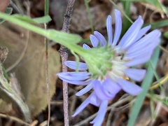 Aster amellus