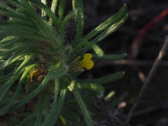Ajuga chamaepitys