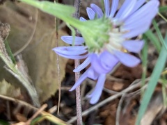 Aster amellus
