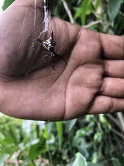 Micrathena sexspinosa