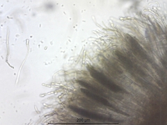 Geoglossum uliginosum