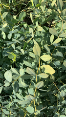 Baptisia sphaerocarpa