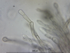 Geoglossum uliginosum