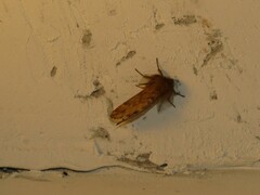 Ptilophora plumigera