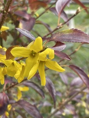 Forsythia