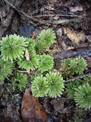 Hypnodendron