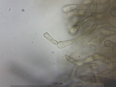 Geoglossum uliginosum
