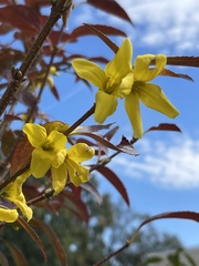 Forsythia