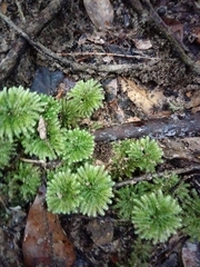 Hypnodendron
