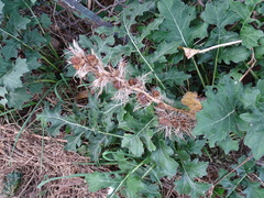 Acanthus mollis