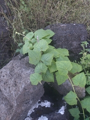 Lophospermum erubescens