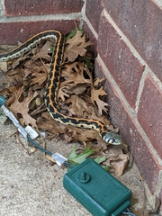 Thamnophis cyrtopsis