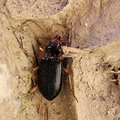 Nebria picicornis