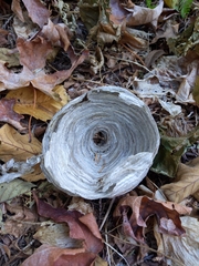 Dolichovespula maculata