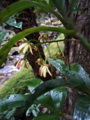 Dendrobium gracilicaule