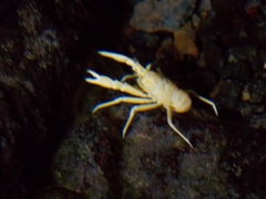 Munidopsis polymorpha
