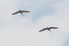 Anthropoides paradiseus