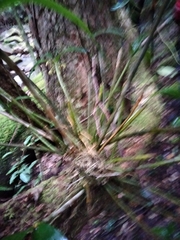 Dendrobium gracilicaule