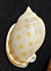 Semicassis granulata