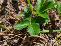 Fragaria virginiana