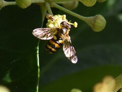 Eupeodes latifasciatus