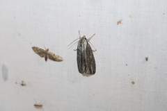 Acronicta lithospila