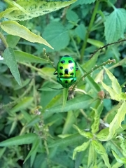 Chrysocoris stollii