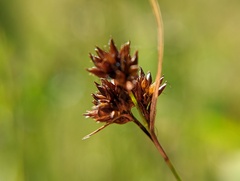 Rhynchospora capitellata