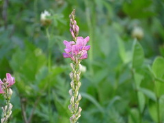 Onobrychis viciifolia