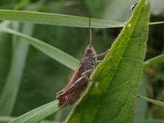 Proctotrupomorpha
