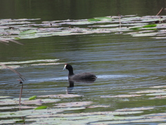 Fulica cristata