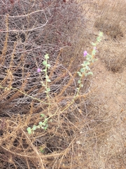 Sairocarpus nuttallianus