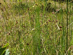 Rhynchospora capitellata