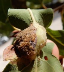 Neuroterus quercicola