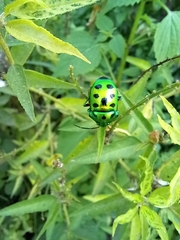 Chrysocoris stollii