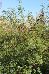 Glycyrrhiza echinata