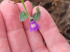 Sairocarpus nuttallianus