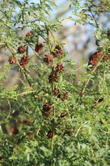 Glycyrrhiza echinata