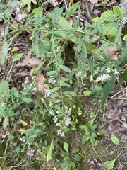 Symphyotrichum lateriflorum