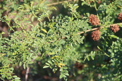 Glycyrrhiza echinata