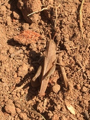 Schistocerca damnifica