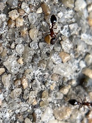 Cardiocondyla mauritanica