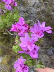 Pelargonium cucullatum