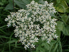 Apiaceae