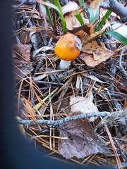 Amanita crocea