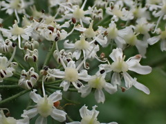Apiaceae
