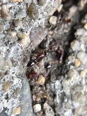 Cardiocondyla mauritanica