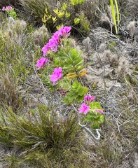 Pelargonium cucullatum