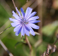 Augochlorella aurata