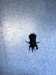 Sphenophorus cariosus